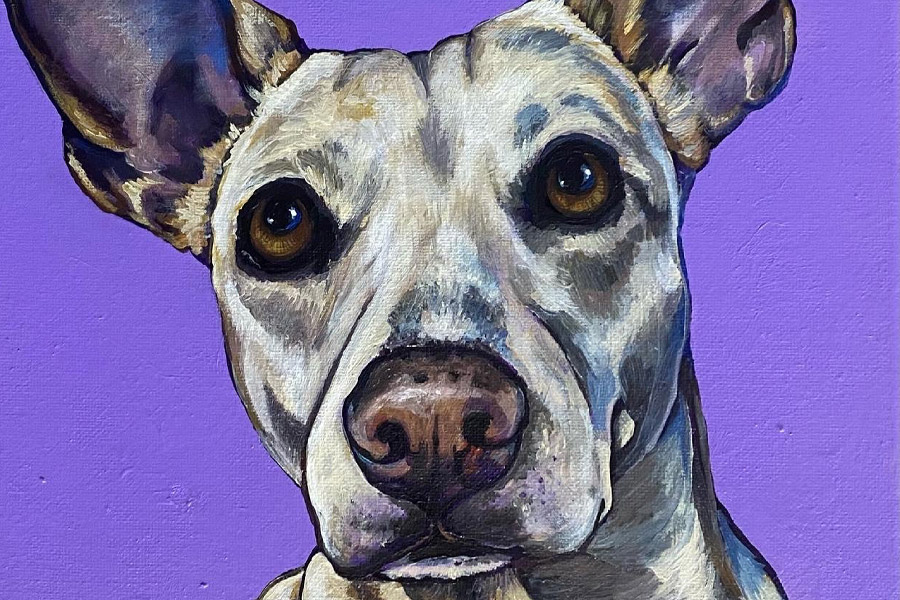 pet portraits